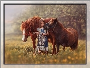 Dziewczynka, Dziecko, Koń, Kucyk