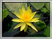 Żółty, Kwiat, Liście, Lilia wodna