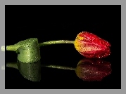 Czerwony, Tulipan, Krople, Rosy