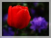 Czerwony, Tulipan