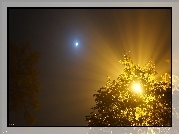 Drzewo, Noc, Przebijające Światło