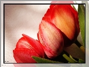Tulipany, Czerwone, Makro