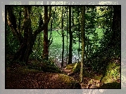 Portugalia, Jezioro Congro Sao Miguel, Las