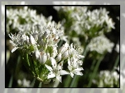 Białe, Kwiatki, Cebuli, Makro