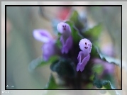 Jasnota Purpurowa, Fioletowe, Kwiaty