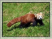 Panda, Mała, Czerwona, Pandka ruda