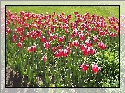 Kwiaty, Tulipany