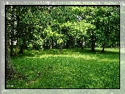 Park, Drzewa, Trawnik, Zieleń