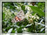 Motyl, Rusałka osetnik, Kwiat