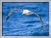 Morze, Albatros