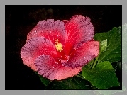 Kwiat, Hibiskus