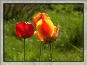 Trzy, Tulipany