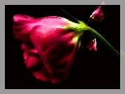 Eustoma, Rozmycie