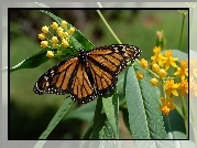 Motyl, Monarch, Liście, Kwiaty