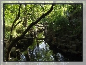 Ogród, Park, Styl, Chiński, Most, Drzewa, Kamienie