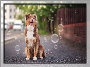 Bańki, Mydlane, Owczarek australijski, Australian shepherd