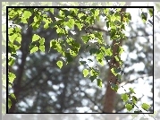 Brzoza, Liście