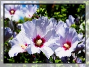 Hibiskus, Lato, Ogród, Pąki