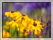 Kwiaty, Rudbekia, Zbliżenie
