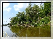 Rzeka, Brzeg, Drzewa