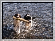 Border Collie, Szczeniaki, Drewno, Zabawa, Rzeka