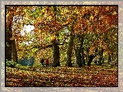 Jesień, Park, Drzewa, Aleja, Kolorowe, Liście