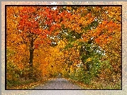 Jesień, Aleja, Kolorowych, Drzew