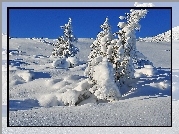 Zima, Śnieg, Świerki