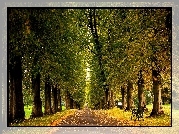 Park, Droga, Ławki, Drzewa, Liście, Jesień