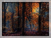 Jesień, Las, Drzewa