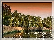 Jezioro, Trzciny, Drzewa