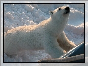 Niedźwiedź, Polarny, Śnieg, Zoo