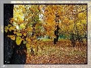 Park, Jesień, Drzewa, Pień, Kasztanowiec