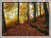 Las, Jesień, Drzewa