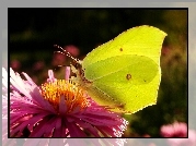 Motyl, Latolistek cytrynek, Kwiat, Aster