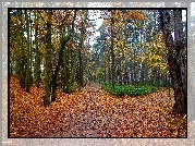 Jesień, Park, Droga, Alejki, Drzewa