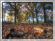 Park, Jesień, Drzewa, Liście