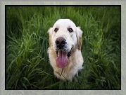 Golden Retriever, Pies, Trawa