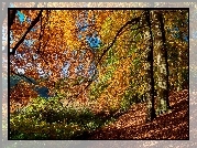 Jesień, Las, Drzewa, Gałęzie