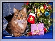 Kot, Prezenty, Choinka, Boże Narodzenie