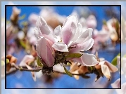 Gałązka, Kwiat, Magnolia