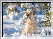 Golden Retriever, Drzewa, Las, Zima