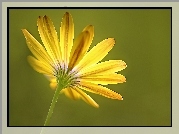 Żółta, Gerbera, Płatki