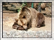 Śpiący, Niedźwiedź, Brunatny