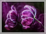 Fioletowe, Tulipany, Fractalius