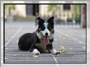 Border collie, Pysk, Jęzor