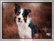 Border collie, Trawa, Rozmycie