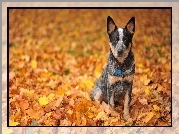 Australijski pies pasterski, Australian Cattle Dog, Liście