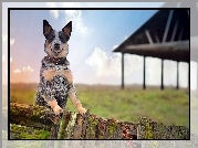 Australijski pies pasterski, Australian Cattle Dog