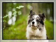 Border collie, Spojrzenie